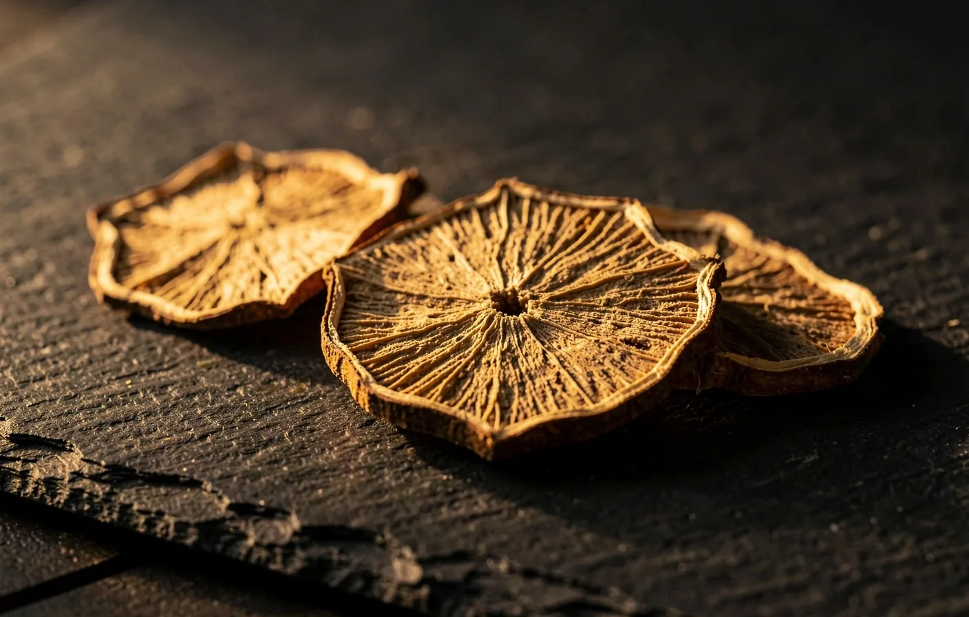 Macro botanical root detail on dark surface
